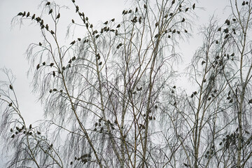 February winter morning. A flock of waxwings on a high birch against a gray cloudy sky