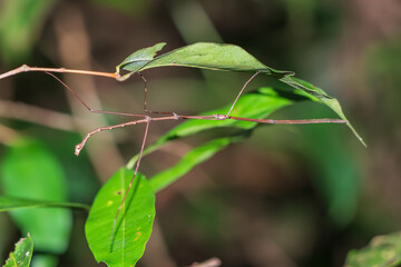 Fototapeta na wymiar A Phasmatodea in the Amazon Rainforest