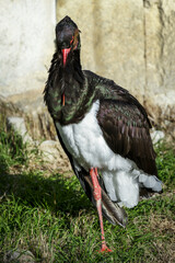 Cigogne noire