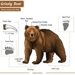 anatomy of a grizzly bear