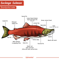 anatomy of a sockeye salmon