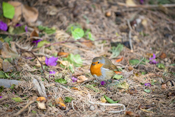 Rouge-gorge posé sur le sol