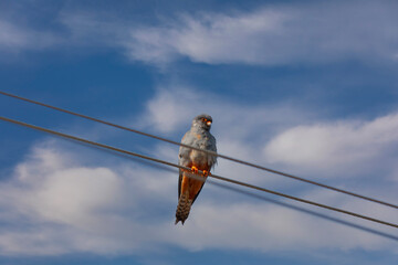 bird watching around on wire, Falco vespertinus, Red-footed Falcon