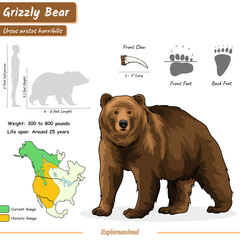 infographic of a grizzly bear