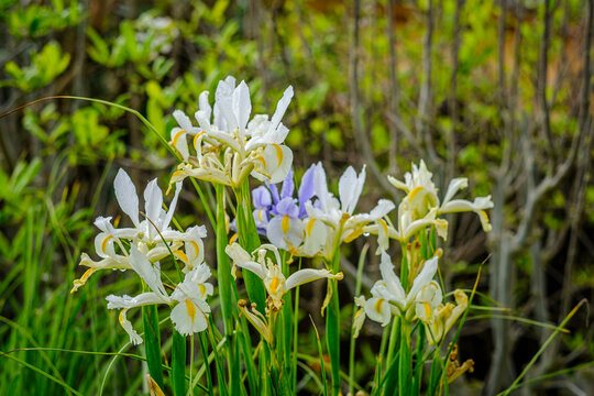 Iris unguicularis flowers in a garden, a species of the Iridaceae family,