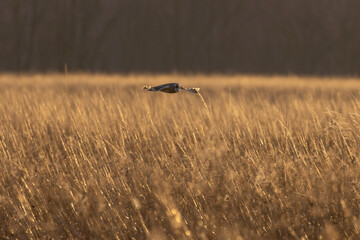 A Short Eared Owl flies in the hours before dusk and at dusk in search of field mice, sometimes called Voles in Central Ohio in Winter months.