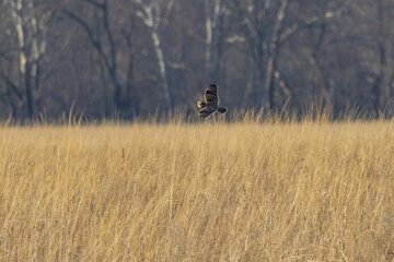 A Short Eared Owl flies in the hours before dusk and at dusk in search of field mice, sometimes called Voles in Central Ohio in Winter months.