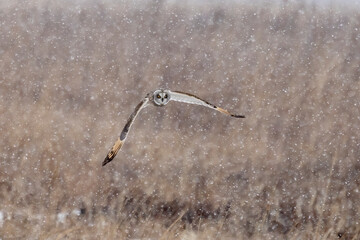 A Short Eared Owl flies in the hours before dusk and at dusk in search of field mice, sometimes called Voles in Central Ohio in Winter months.