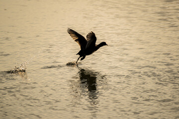 Envol d'un canard