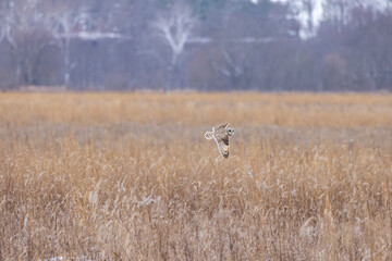 Obraz na płótnie Canvas A Short Eared Owl flies in the hours before dusk and at dusk in search of field mice, sometimes called Voles in Central Ohio in Winter months.