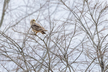 A Short Eared Owl flies in the hours before dusk and at dusk in search of field mice, sometimes called Voles in Central Ohio in Winter months.