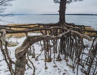 A pine tree with an unusual root system above the surface of the earth in winter on the lake, on a cloudy winter day