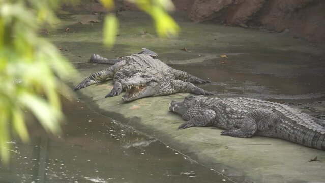 Multiple Nile Crocodiles On The Bank Of A Pond In A Nature Reserve - Static