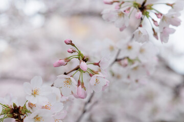 桜の花