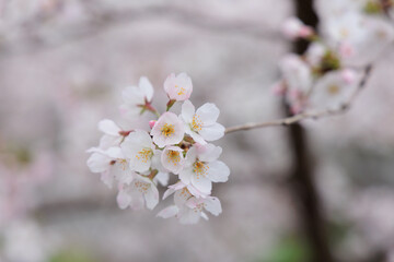 桜の花