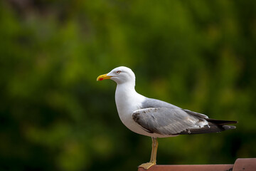 Fototapeta premium Goéland argenté