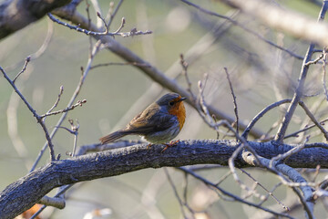 Rouge gorge perché sur une branche