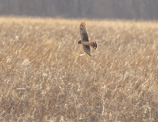 A female Northern Harrier flies low searching for prey during an evening with high winds in Central Ohio. 