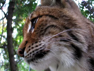 Foto auf Acrylglas Eurasian lynx (Lynx lynx) cub © Hipokamp