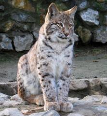 Eurasian lynx (Lynx lynx) cub