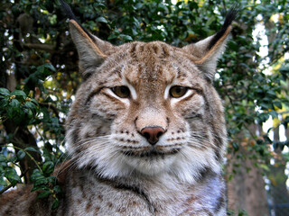 Eurasian lynx (Lynx lynx) portrait