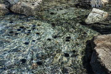 A group of sea urchins under water