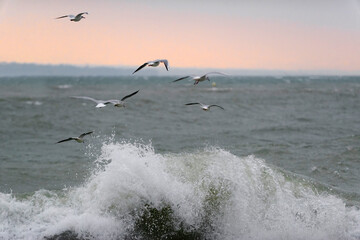 Vol de mouettes au bord d'un lac en hiver