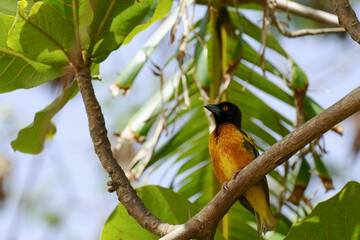 Tisserin perché dans un bananier