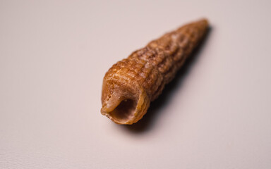 Close up of a seashell