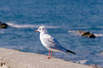 mouette rieuse .