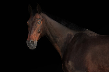 Horse portrait black background