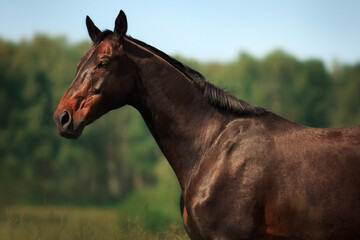 Bay horse gallop