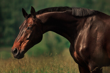 Bay horse gallop