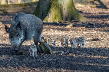 Wildschweinfamilie