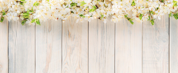 Blooming cherry branches on a white wood planks texture