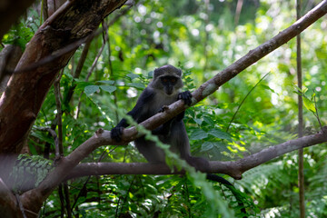 Naklejka na ściany i meble Jozani Forest is a nature reserve in Zanzibar that's home to endemic monkey species, including the red colobus monkey. Visitors can watch these playful creatures swing through the treetops. 