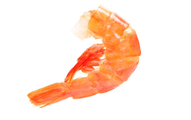 Shrimp isolated 