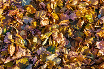 Photo on theme autumn abstract background of maple leaves falling on surface
