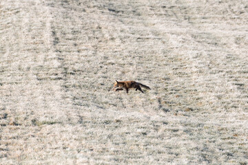 Fuchs im Winter