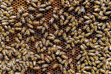 Abstract hexagon structure is honeycomb from bee hive filled