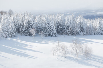 Fototapeta na wymiar Winter landscape snow covered trees and field