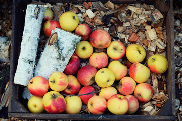frische äpfel winteräpfel keller obst gesund