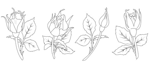 Set of vector illustrations of rose buds with stem and leaves in line art style. Hand drawn flower. For the design of stickers, wedding invitations, stationery, greeting cards, clothing prints