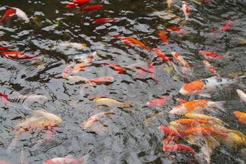 池いっぱいに泳ぐ鯉の群れ
