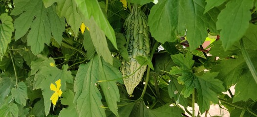 Bitter melon hanging in a garden