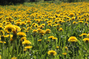 A field of blooming dandelions on a clear day.