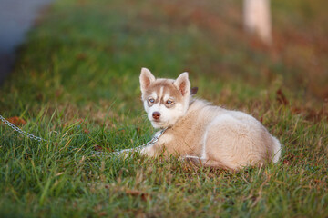 Naklejka na ściany i meble Little husky puppy lying on a green grass with shallow depth of field