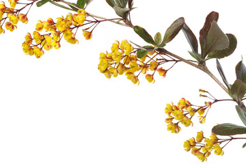 Branch of barberry blooming with yellow flowers isolated on white background.