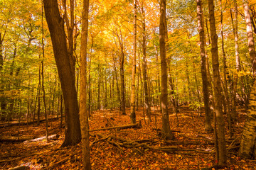 Obraz premium Landscape in a Canadian forest during a beautiful Indian summer