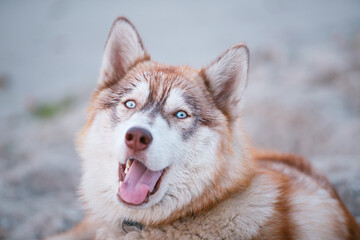 portrait of a smiling siberian husky dog